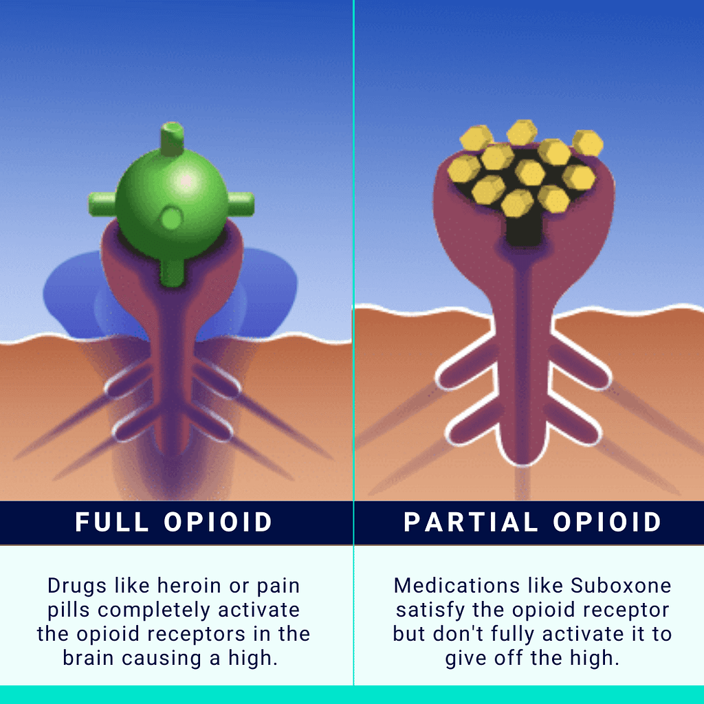 Full Opioid Covers The Receptor, Partial Leaves Room