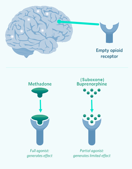 Buprenorphine Doesn't Fully Cover the Receptor in the Brain
